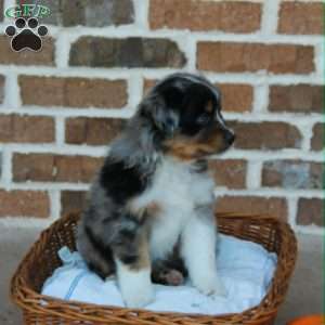 Belle, Miniature Australian Shepherd Puppy